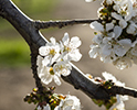 Orchard Blossom 34